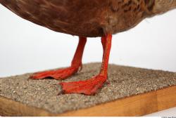 Foot Bird